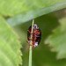 20110519 2681RAw [D~MI] Käfer, Großes Torfmoor, Hille