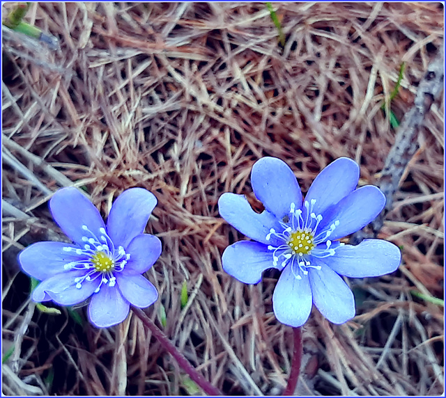SAUZE D'OULX : un primo fiore annuncia la primavera