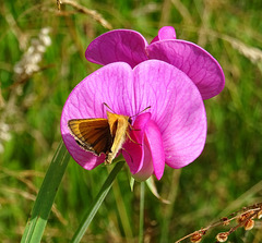 Adopaea lineola ? / Frischrasen-Dickkopf