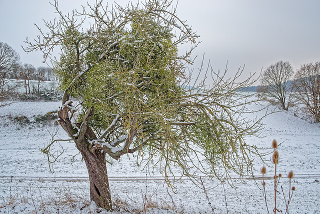 21.12.26 Apfel mit Misteln