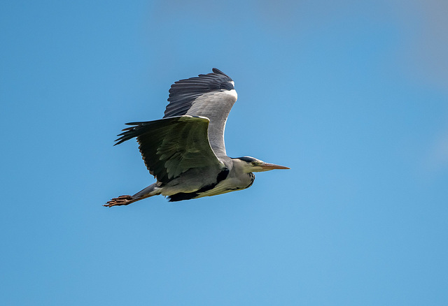 Grey heron