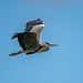 Grey heron