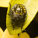 IMG 3164 Southern Shield Bug