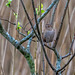 Cettis warbler