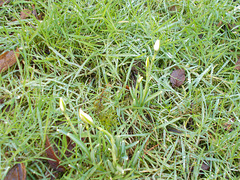 SoS[25] - YAY !!! our first snowdrops {close-up} [Explored]