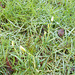 SoS[25] - YAY !!! our first snowdrops {close-up} [Explored]