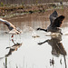Wild goose chase