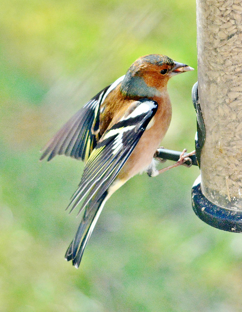 Chaffinch