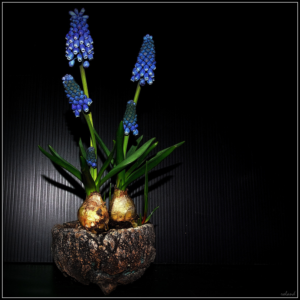 Muscari en Kusamono