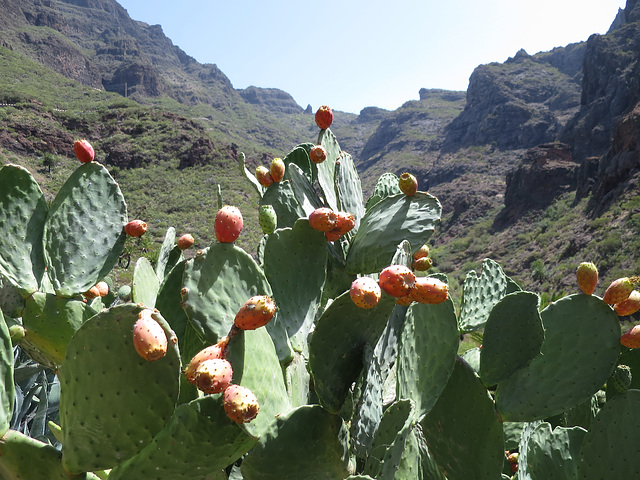 Masca Cactus