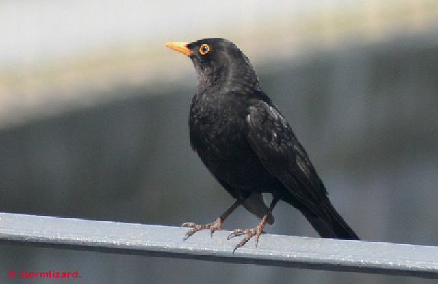 Blackbird (Turdus merula) Male Happy on the fence watching the town traffic 06