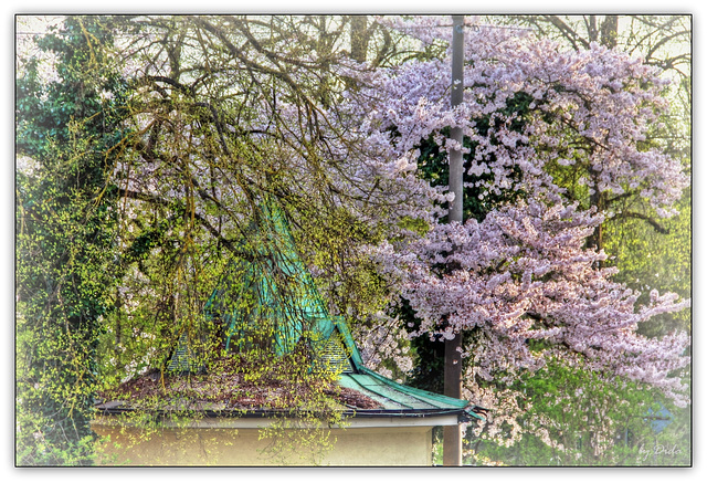 Frühlings-Erwachen ❀ Spring-Awakening