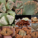 Titanopsis (calcarea, hugo-schlechteri, schwantesii