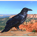 A crow in the black bird canyon - Un corvo nel canyon dell'uccello nero