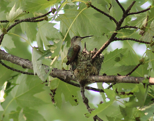 colibri à gorge rubis