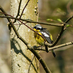 Day 4, Magnolia Warbler, Point Pelee