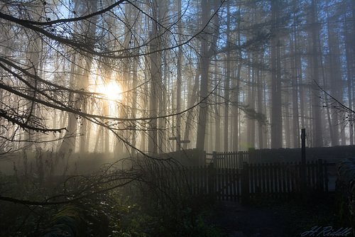 Mystic woods fence