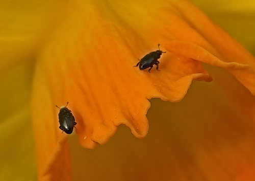Daffodils Trumpet The Arrival Of Spring.....And Pollen Beetles!!