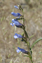 Douglas' Penstemon