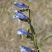 Douglas' Penstemon