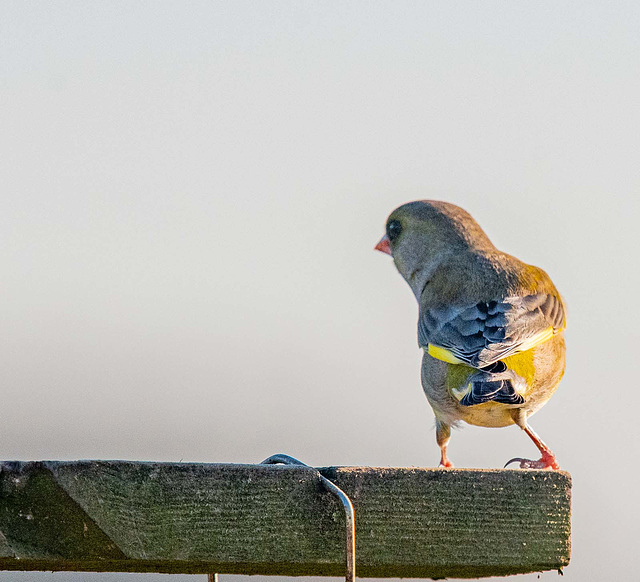 Greenfinch