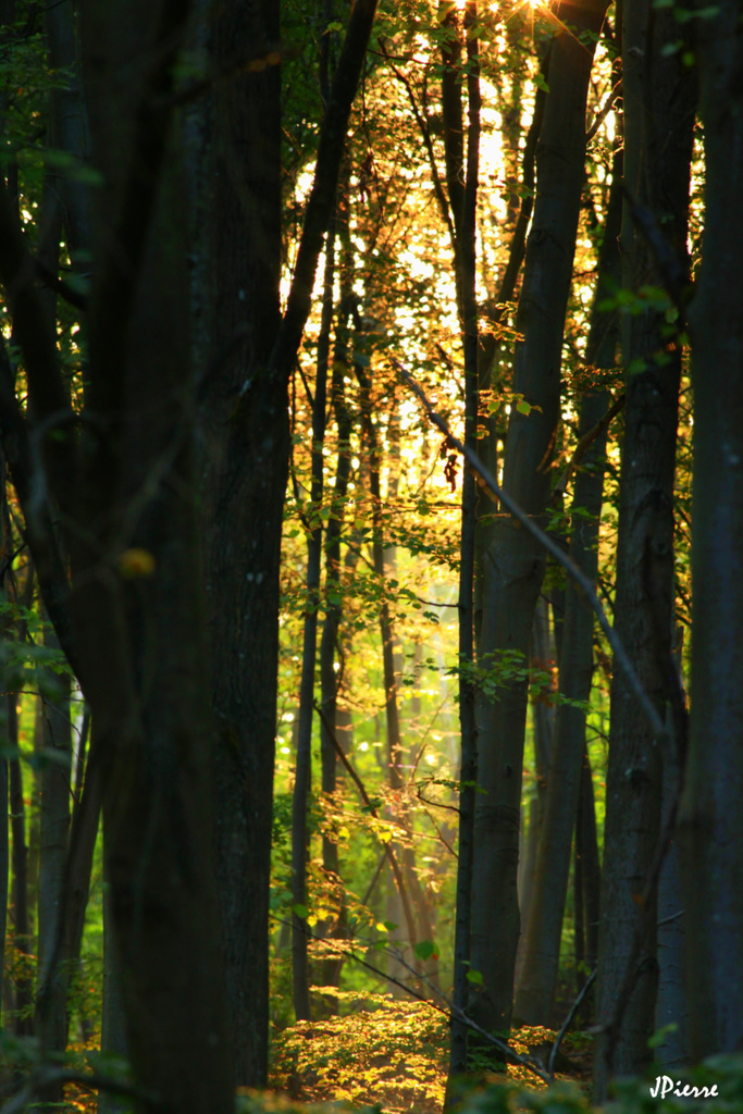 Lever de soleil en forêt