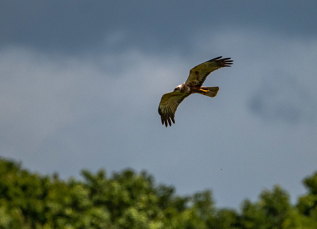 Marsh harrier