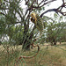 Allocasuarina - Fasciation