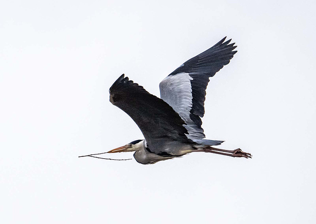 Heron