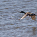 Mallard