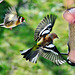 Goldfinch and Chaffinch
