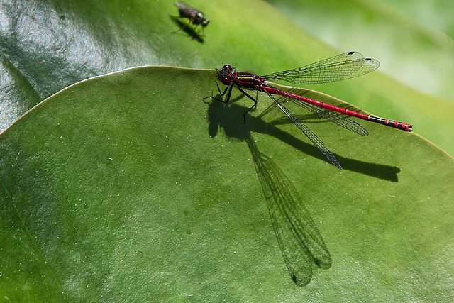 20150605 8364VRAw [D~RI] Frühe Adonislibelle, Rinteln