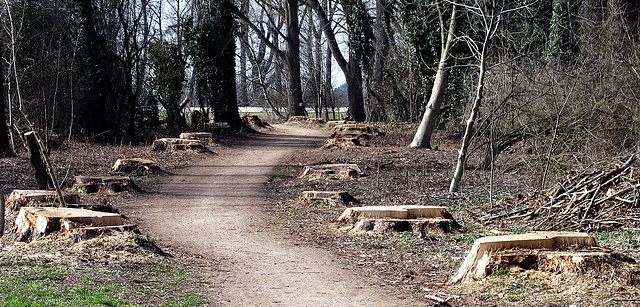 die Pappeln vom Rheinweg ... sind weg