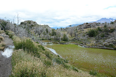 Chile, A Small Wetland Lake on the Way to the Grey Glacier