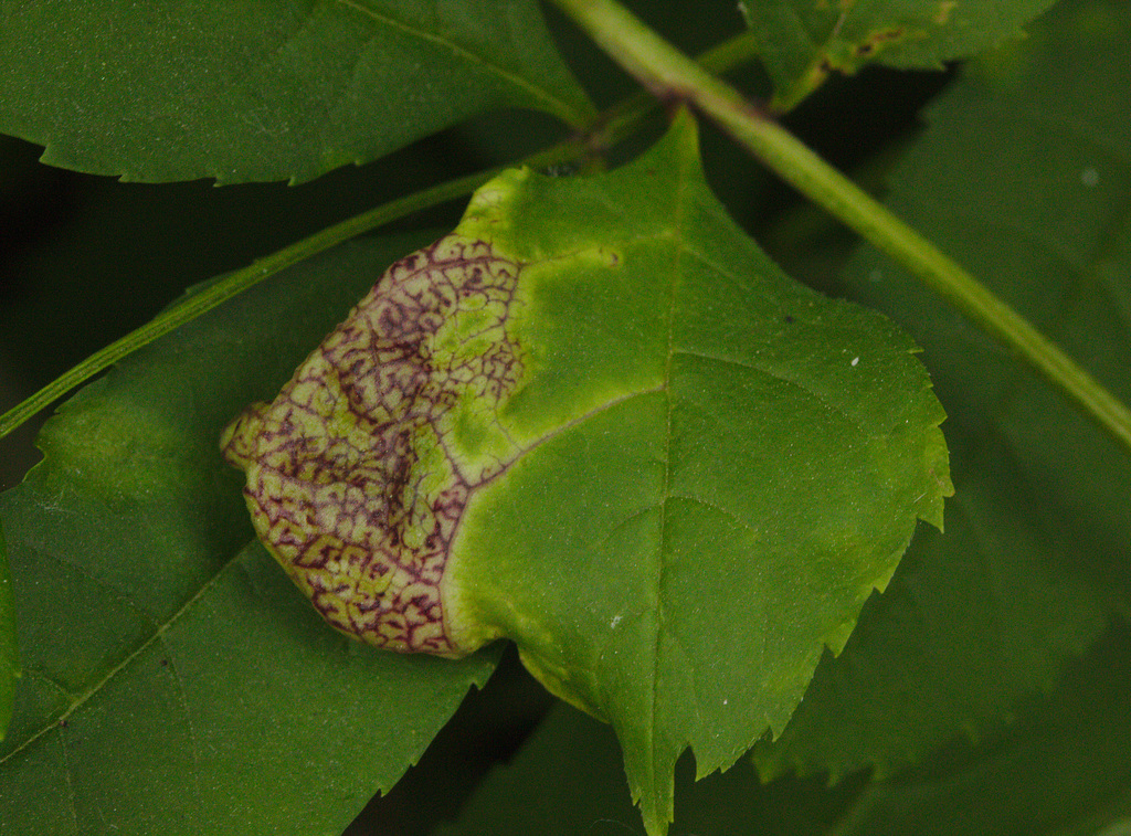 Gall IMG_1417