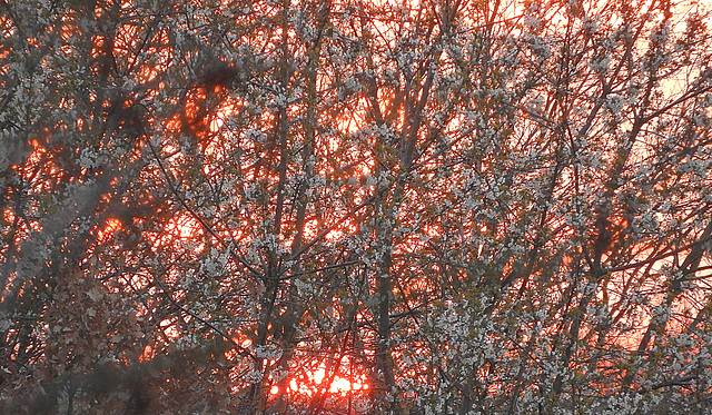 Sunset Blossom