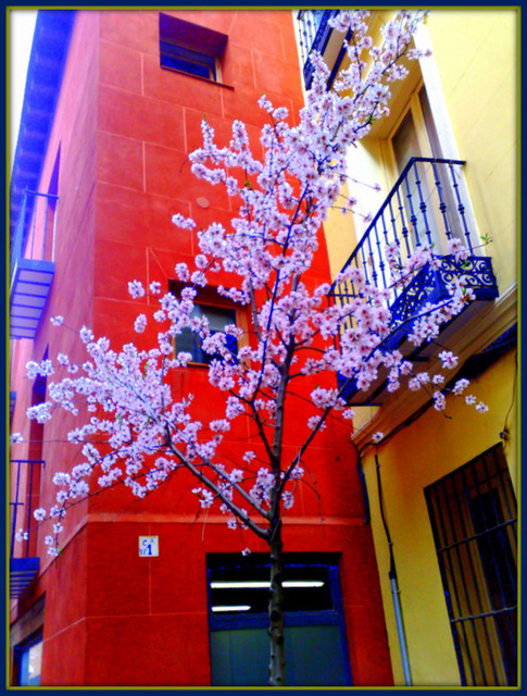 Street blossom.