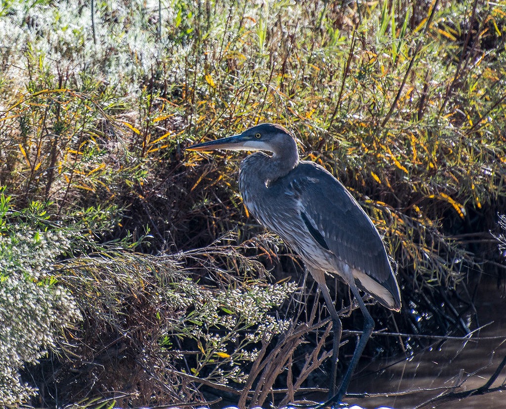 Blue heron1