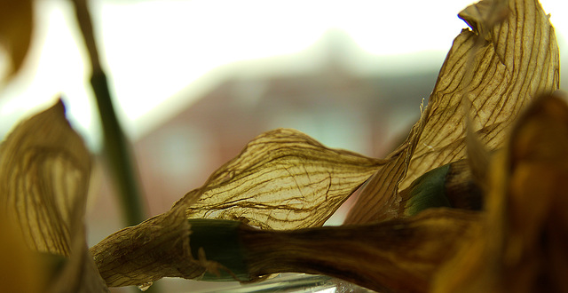 Dead Daff!!