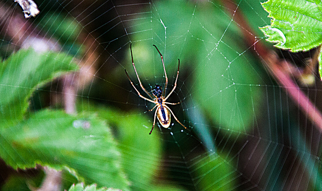 20110519 2644RAw [D~MI] Spinne mit Beute, Großes Torfmoor, Hille
