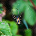 20110519 2644RAw [D~MI] Spinne mit Beute, Großes Torfmoor, Hille