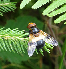 Fliege zwischen Farn und Fichte