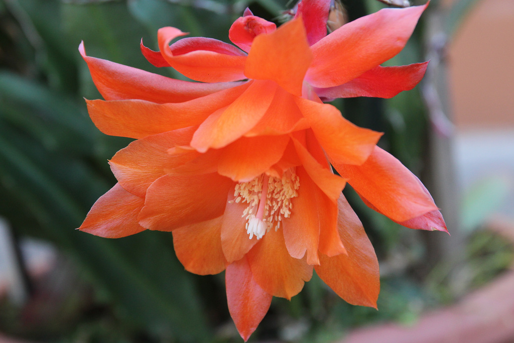 letzte Blüte...