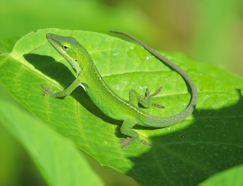 Little anole