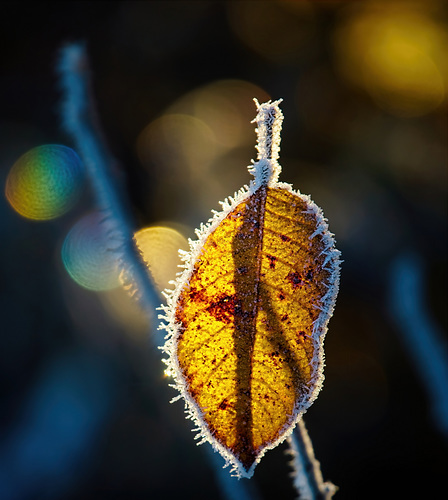 Der Winter läßt die Blätter trotzdem leuchten :))  Winter still makes the leaves glow :)) L'hiver fait quand même briller les feuilles :))