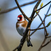 Goldfinch