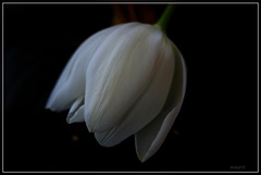 tulp