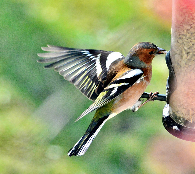 Chaffinch