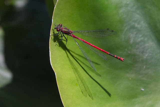 20150605 8365VRAw [D~RI] Frühe Adonislibelle, Rinteln