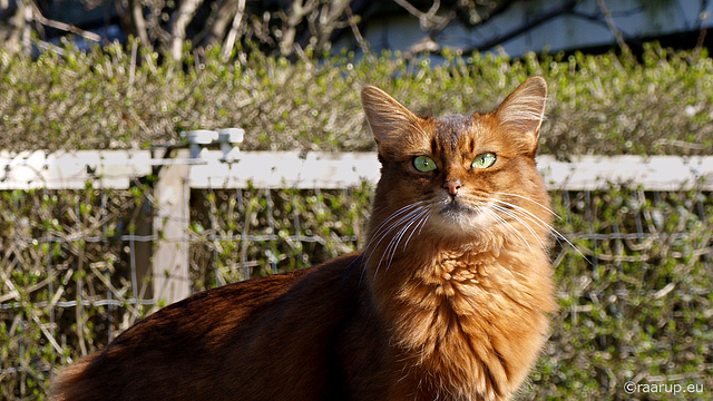 Those emerald eyes... Explored 24.04.2015, #78